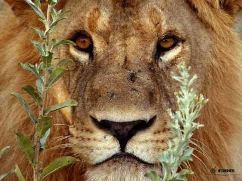 Africa ... paisajes y animales - YouTube