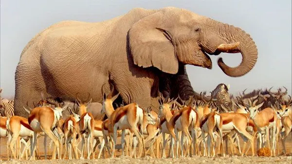 África, como nunca la habías visto - Somos Documentales