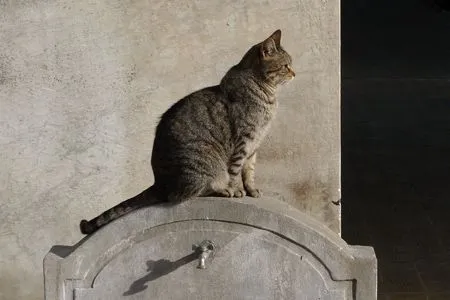AfterLife » Gatos
