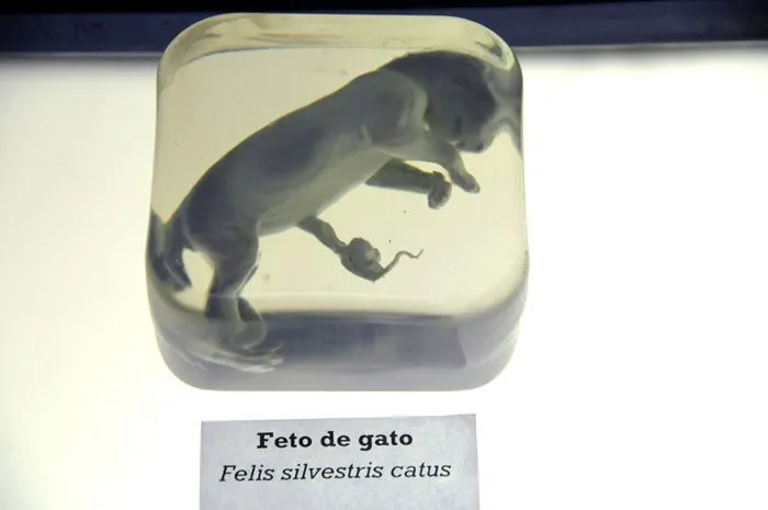 Agencia de Noticias: Animal Bodies, los animales por dentro