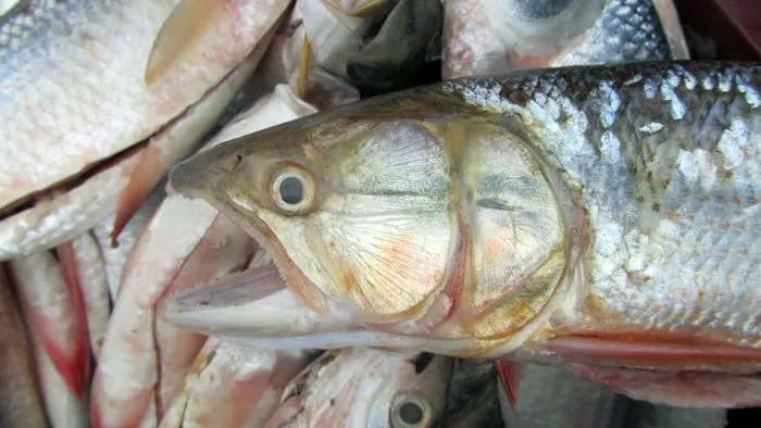 Agencia de Noticias: Peces de agua dulce, en inminente peligro Agencia de Noticias: Peces de agua dulce, en inminente peligro