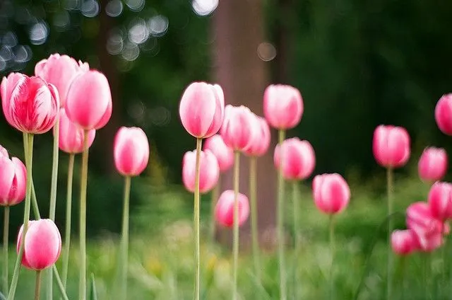 Agenda de primavera: los campos de tulipanes de Holanda