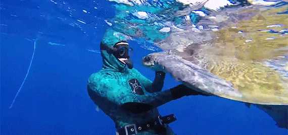 El agradecimiento de una tortuga al submarinista que la salvó ... El agradecimiento de una tortuga al submarinista que la salvó ...