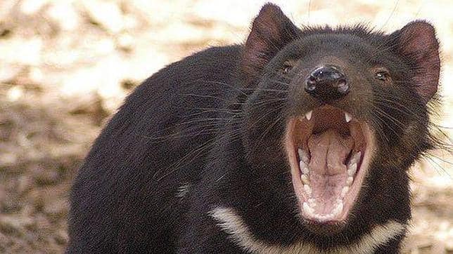 La agresividad del demonio de Tasmania, principal causa de su ... La agresividad del demonio de Tasmania, principal causa de su ...