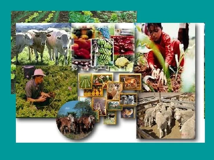 Agricultura y ganaderia dibujo - Imagui