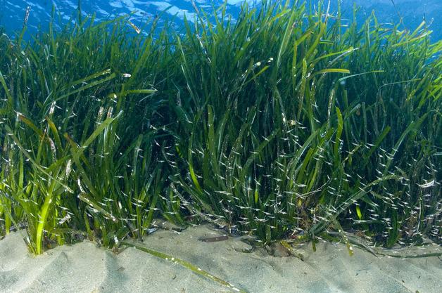 Agricultura Residuos Cero: Algas marinas como fertilizantes en la ...