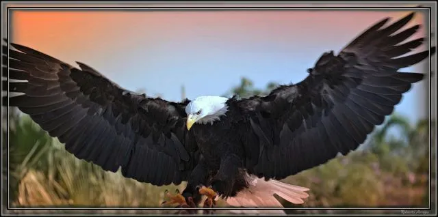 Águila Americana | fotos de Animales