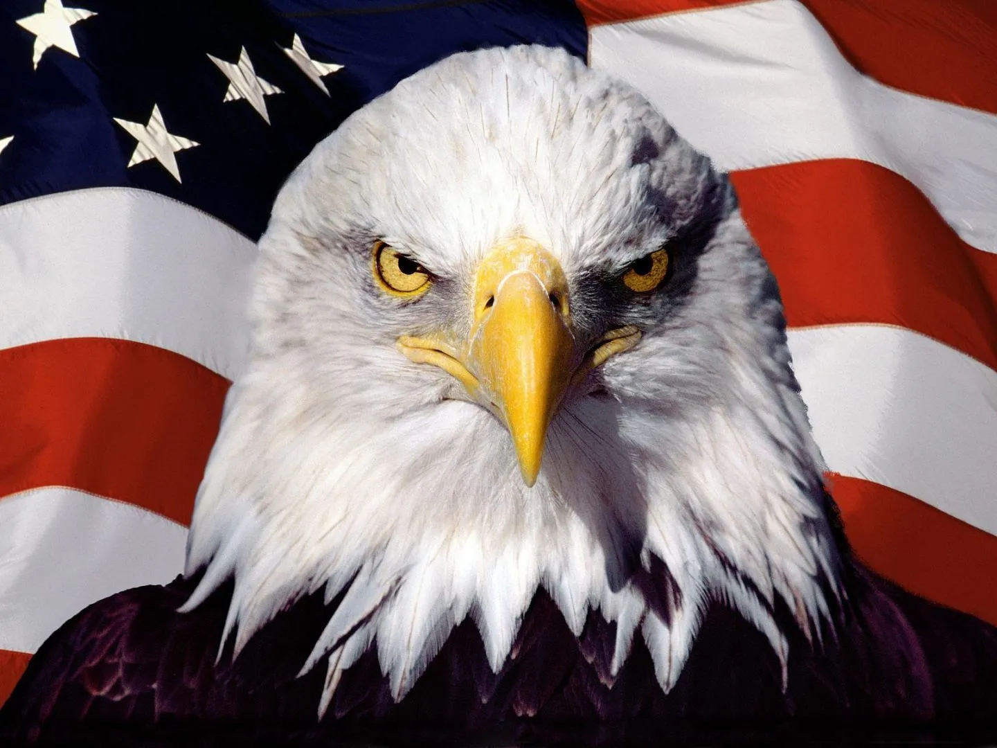 Águila americana :: Imágenes y fotos