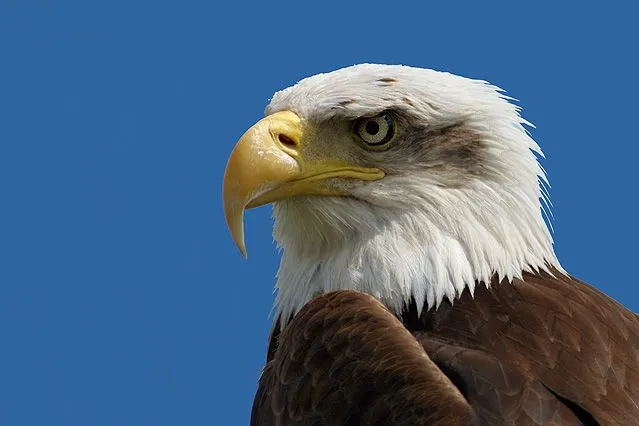 Aguila Americana Num1 | DIARIOHD