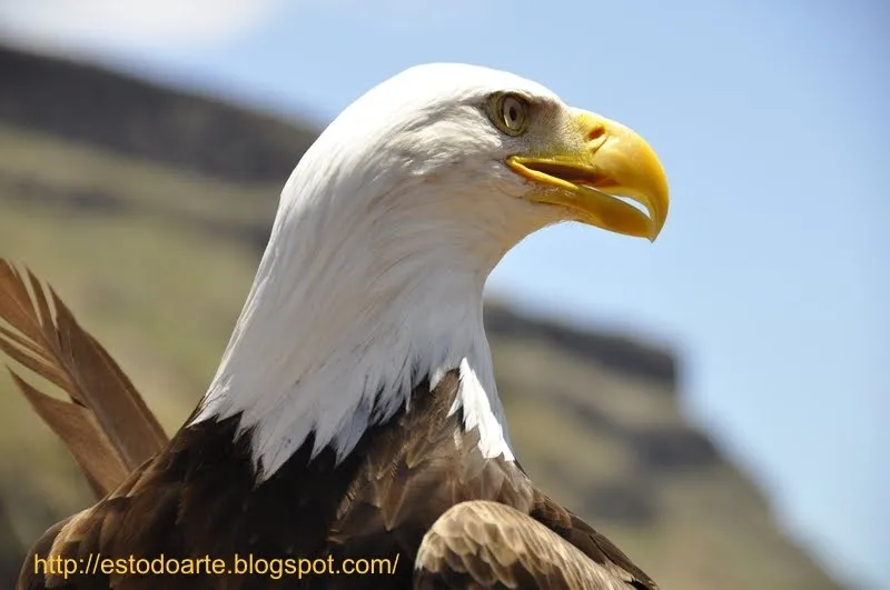 Aguila Americana Num2 | DIARIOHD