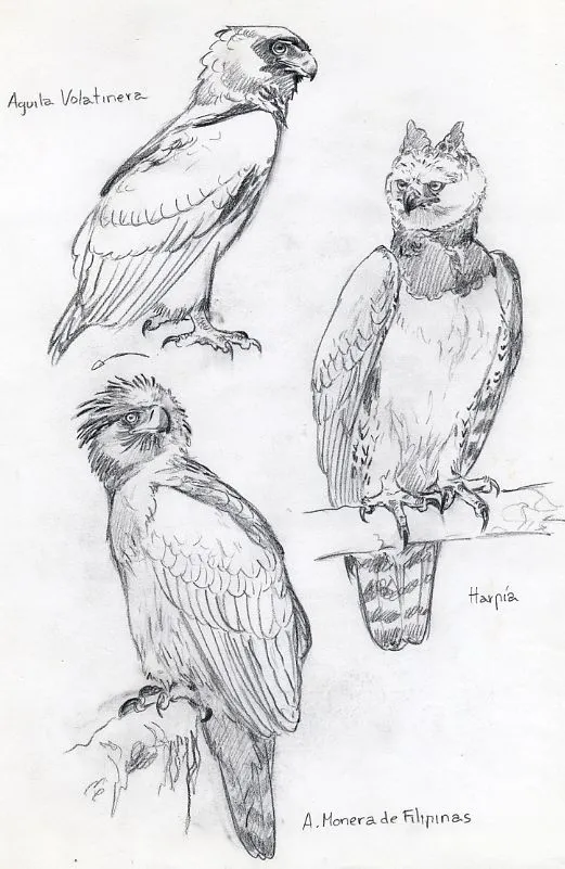 Dibujo del aguila arpia - Imagui