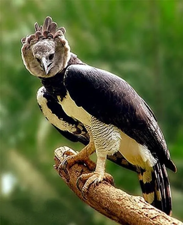 El Águila Arpía. Curiosidades e imágenes. - Taringa! El Águila Arpía. Curiosidades e imágenes. - Taringa!