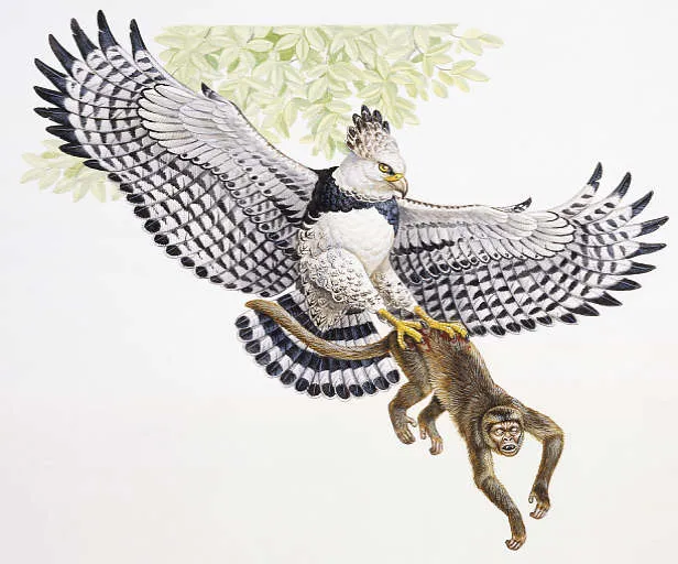 El Águila Arpía. Curiosidades e imágenes. - Taringa!