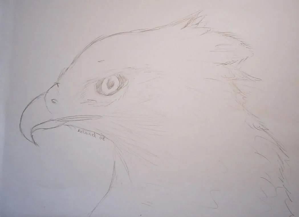 Aguila arpia .: Harpia harpyja by KelvarielSulka on DeviantArt Aguila arpia .: Harpia harpyja by KelvarielSulka on DeviantArt