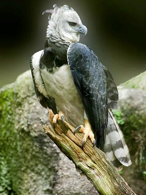 Aguila arpia / Harpy eagle | Flickr - Photo Sharing! Aguila arpia / Harpy eagle | Flickr - Photo Sharing!