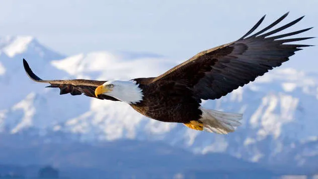 Águila Calva Americana, símbolo nacional de los Estados Unidos ... Águila Calva Americana, símbolo nacional de los Estados Unidos ...