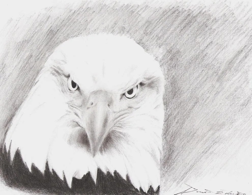 Águila Calva by Deartist7 David Eduardo - Artelista. Águila Calva by Deartist7 David Eduardo - Artelista.