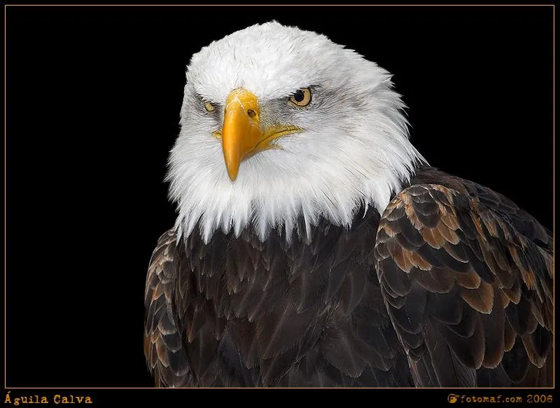Aguila calva - Imagui