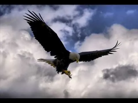 AGUILA CALVA JOSE MANUEL - YouTube