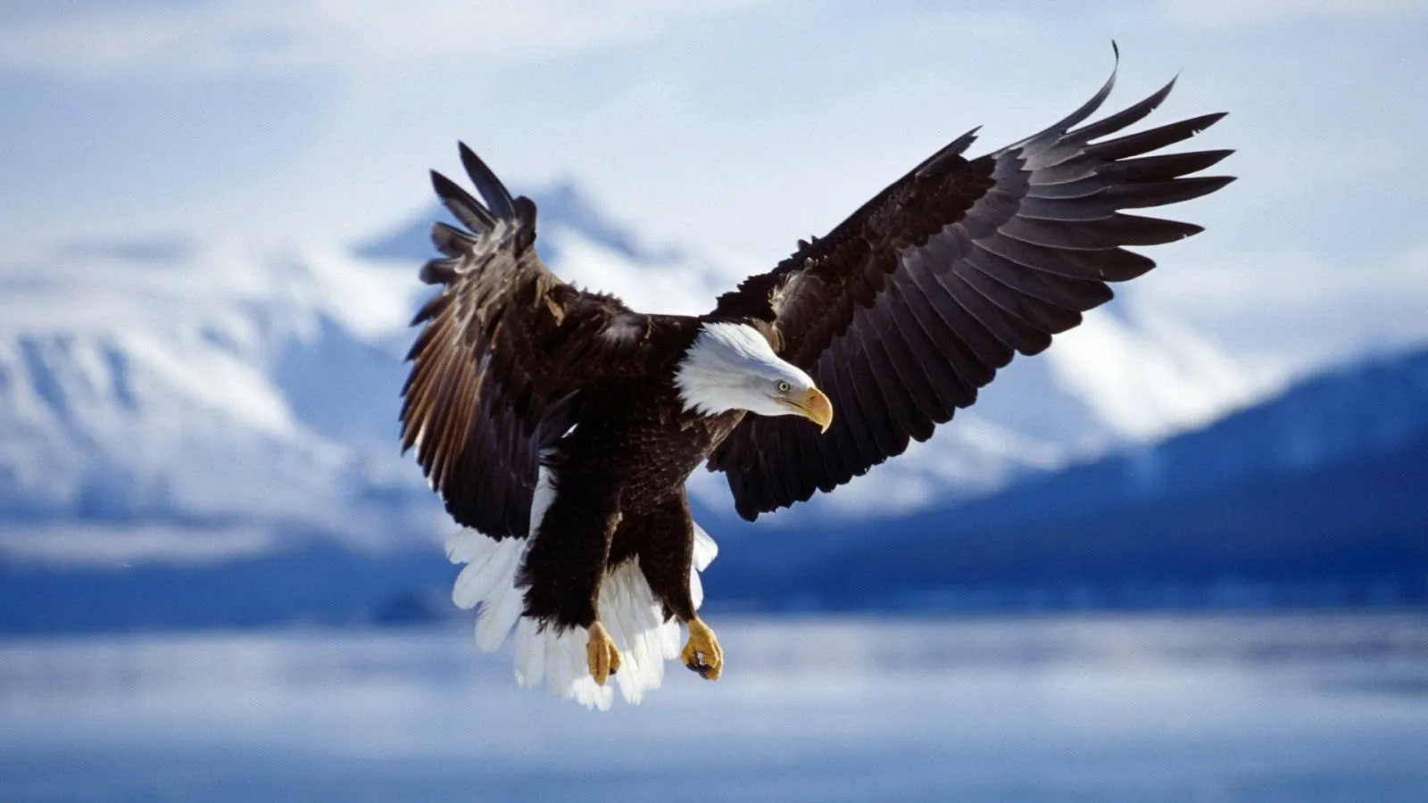 Aguila Calva Wallpapers - Fondos de Pantalla HD - Wallpapers HD