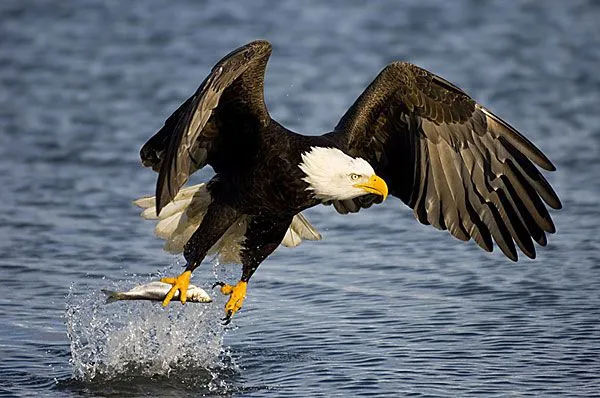 Águila Calva - Wiki Reino Animalia