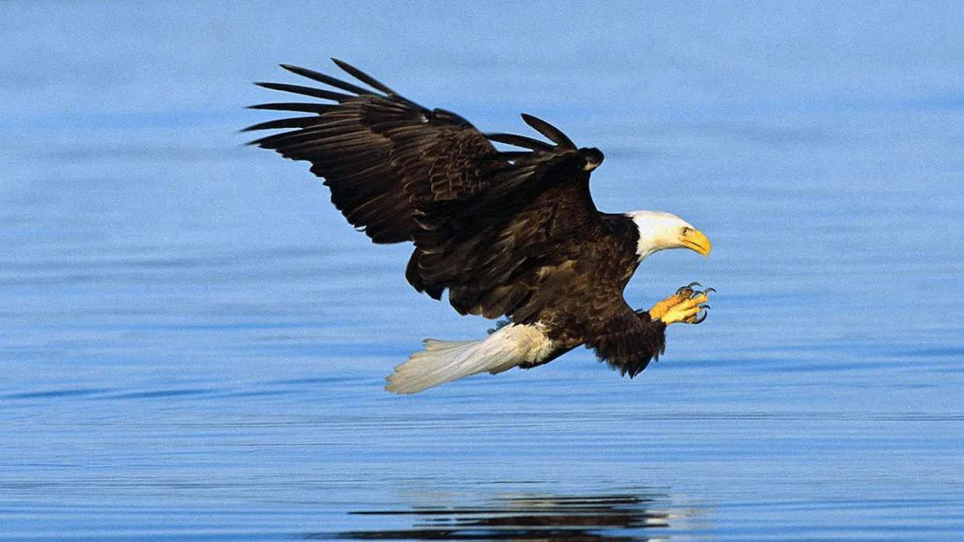 Aguilas cazando lobos - Imagui