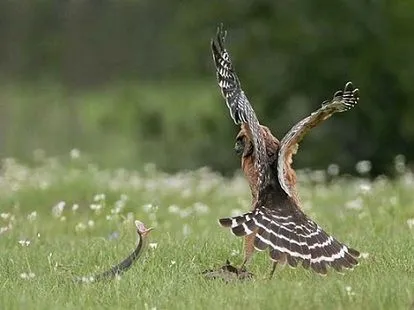 Aguila cazando una mamba negra | Animales en Video