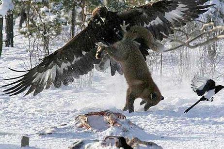 Tribus kazajas cazando con Aguilas Reales | Animales en Video