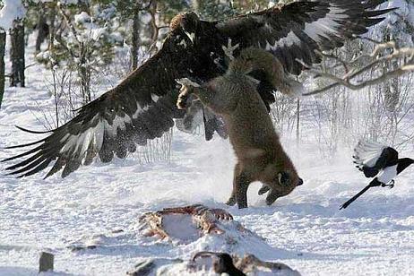 Aguila cazando un perezoso | Animales en Video Aguila cazando un perezoso | Animales en Video
