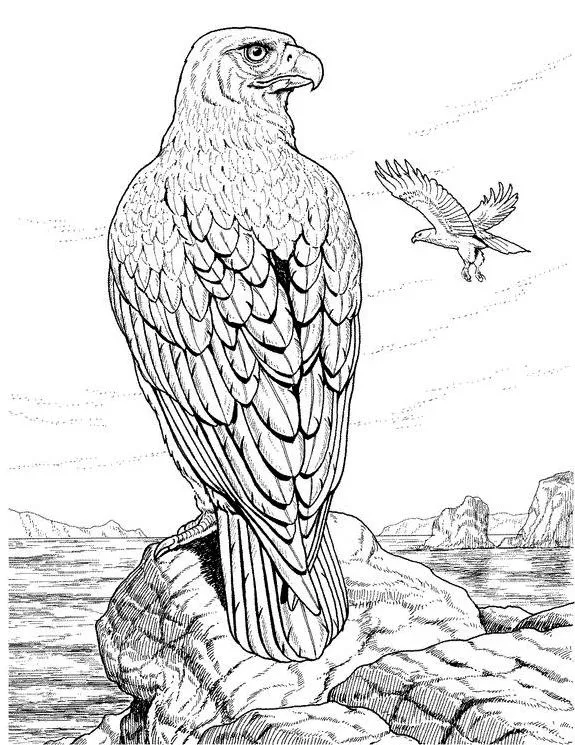 Dibujos de aguila para colorear - Imagui