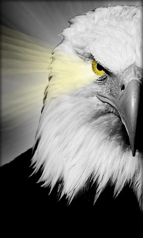 Aguila Fondo Animado - Aplicaciones Android en Google Play Aguila Fondo Animado - Aplicaciones Android en Google Play