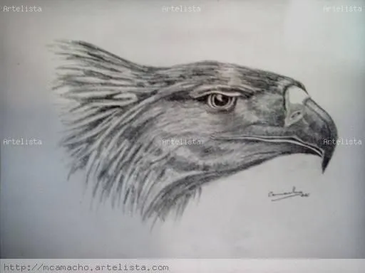 AGUILA frankkamacho - Artelista.com