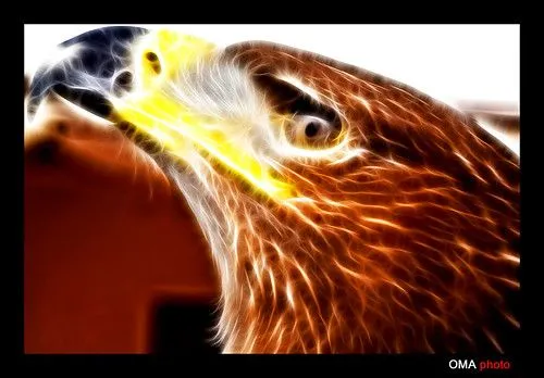 Águila de fuego. | Flickr - Photo Sharing!