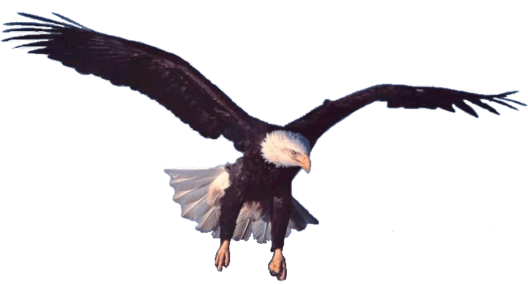 El aguila gif - Imagui