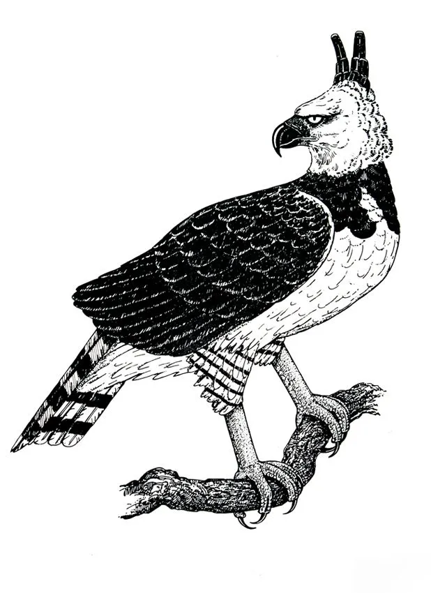 Aguila arpia dibujo - Imagui