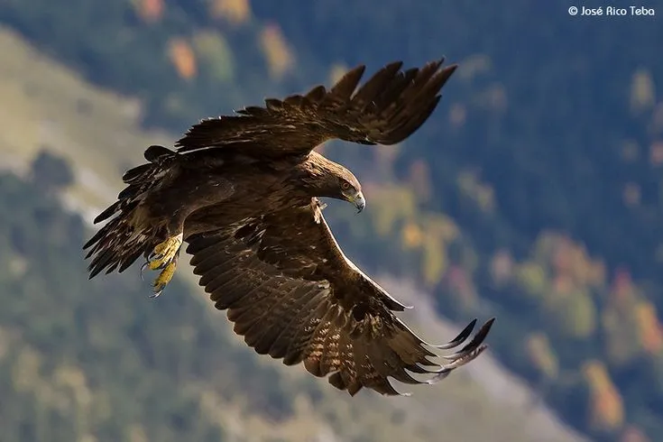 aguila Imágenes del Águila Real para compartir o usar como fondos ... aguila Imágenes del Águila Real para compartir o usar como fondos ...