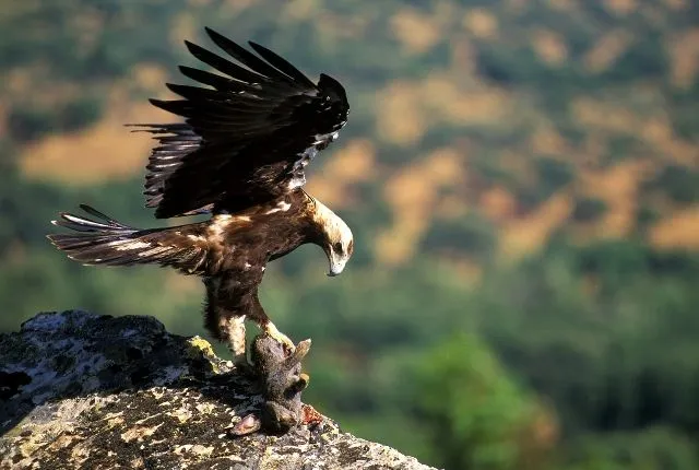 aguila imperial | La crónica verde