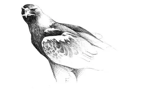 Bocetos de aguilas - Imagui