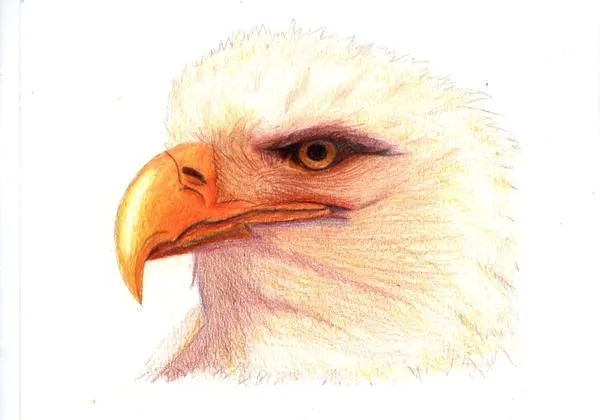Aguila - Lapices de color by LuisFe87 on DeviantArt Aguila - Lapices de color by LuisFe87 on DeviantArt