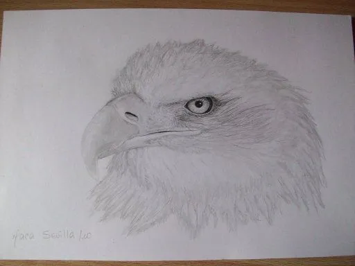 Dibujos de aguilas a lapiz - Imagui