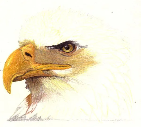 Aguila o Pato (Reflexion) | SHEDSENN