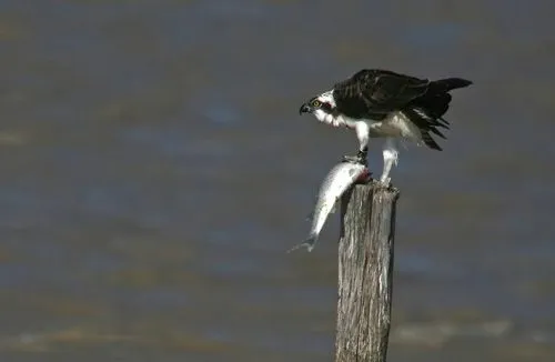 EL AGUILA PESCADORA CAZA UN PEZ | DIARIO DE UN OBSERVADOR