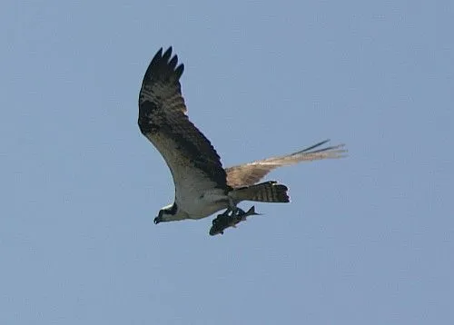 Aguila Pescadora « Enseñanzas Náuticas