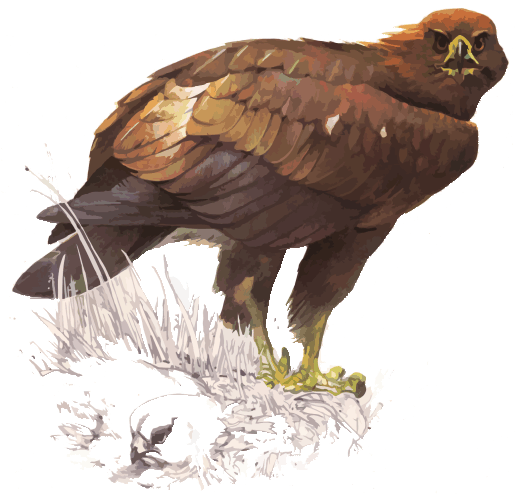 Aguila Real