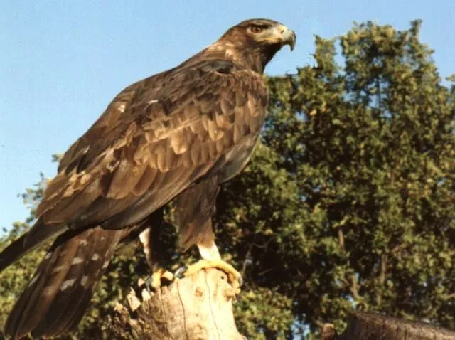 El aguila Real una de las aves en peligro de extincion ...