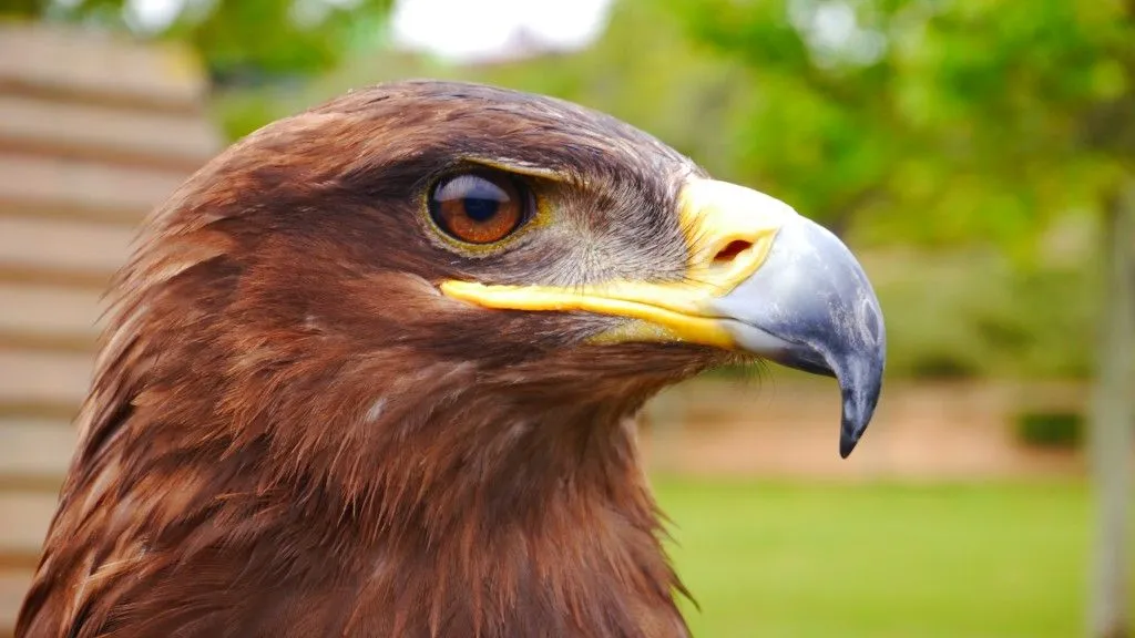 Un águila real - Bienvenidos al Blog de PanasonicBienvenidos al ... Un águila real - Bienvenidos al Blog de PanasonicBienvenidos al ...