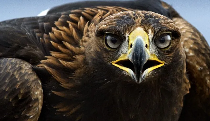 El Aguila Real (Buenas Fotos) - Taringa!