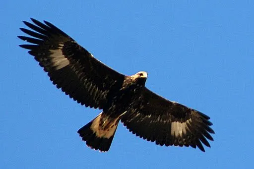 El Aguila Real (Buenas Fotos) - Taringa!