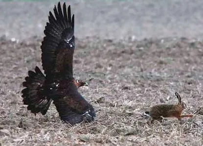 Flora y fauna de Malpica de Tajo, águila real Flora y fauna de Malpica de Tajo, águila real