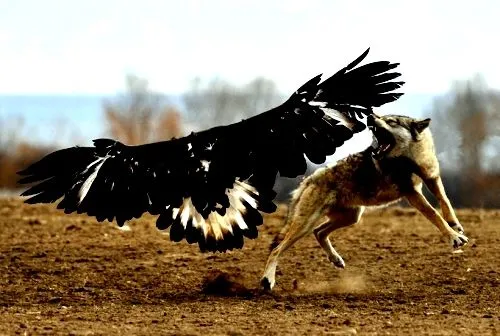 Poesía de El Toro de Barro: "La pelea de los gallos", de Üzeyr ... Poesía de El Toro de Barro: "La pelea de los gallos", de Üzeyr ...